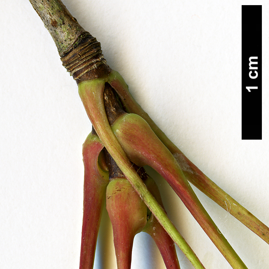 High resolution image: Family: Sapindaceae - Genus: Acer - Taxon: pictum - SpeciesSub: subsp. macropterum High resolution image: Family: Sapindaceae - Genus: Acer - Taxon: pictum - SpeciesSub: subsp. macropterum